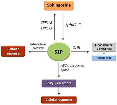 Sphingosine 1-Phosphate Signaling as a Target in Hepatic Fibrosis Therapy